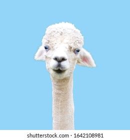 Blue-eyed Funny Alpaca Isolated On Blue Background.