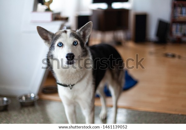 家庭環境の青い目をしたハスキー犬 青い目の遺伝子を持つ美しいシベリアン ハスキーが 右側にコピースペースを持つカメラの方を見ています の写真素材 今すぐ編集