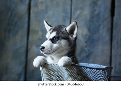 Blue-eyed Husky Puppy