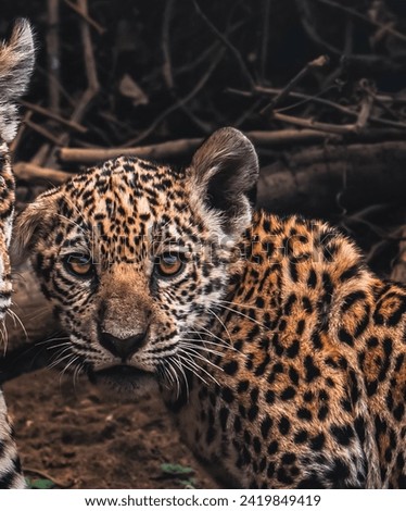 Blue-Eyed Jaguar and Sibling in the Wild - Wildlife Photography
Spotted Jaguars Among Dry Branches and Leaves - Nature and Wildlife
Jaguar Cubs in Their Natural Environment - Animal Conservation 