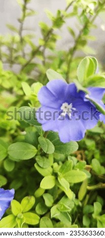 blueeyes flower in the morning