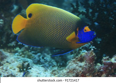 Blueface angelfish in the coral reef - Shutterstock ID 91721417