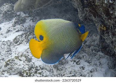 Blueface angelfish underwater. Pomacanthus xanthometopon - Shutterstock ID 2263720529