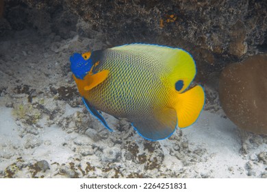 Blueface angelfish underwater. Pomacanthus xanthometopon