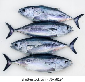 Bluefin Four Tuna Fish Thunnus Thynnus Catch In A Row