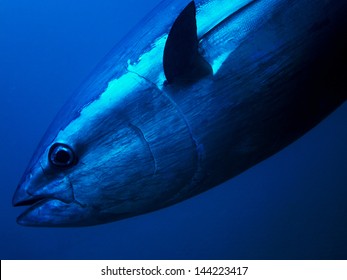 Bluefin Tuna Close Up Underwater Photo