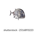 Bluefin Tuna fish isolated on white background, Thunnus thynnus