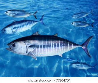 Bluefin Tuna Thunnus Thynnus Fish School Underwater Swimming Blue Ocean [Photo Illustration]