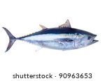 Bluefin tuna Thunnus thynnus saltwater fish isolated on white