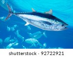 Bluefin tuna Thunnus thynnus saltwater fish in mediterranean [photo-illustration]