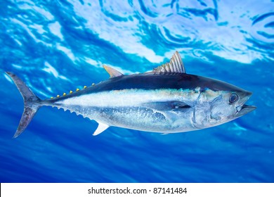 29 Real photo of tuna Images, Stock Photos & Vectors | Shutterstock