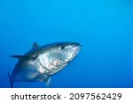 Bluefin Tuna underwater swimming wild