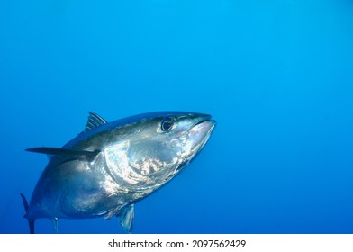 Bluefin Tuna Underwater Swimming Wild