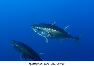 Bluefin Tuna Underwater Swimming Wild