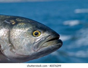 Bluefish Fish Head