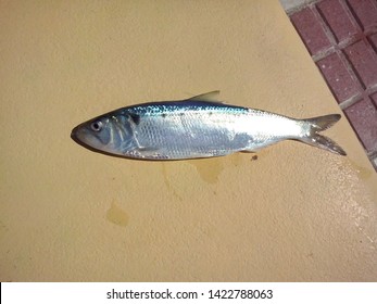 Bluefish Just Caught And Landed