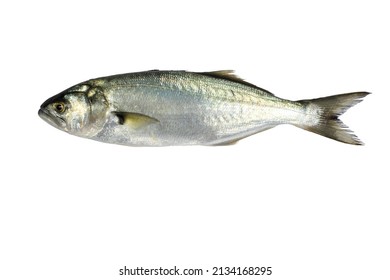 Bluefish On A White Background