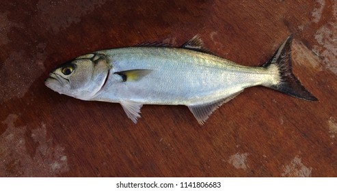 Bluefish On Wooden Floor