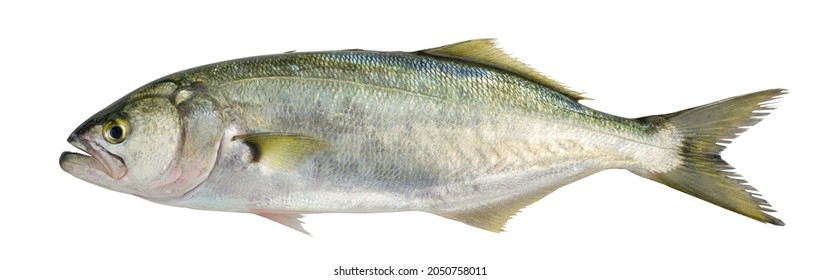 Bluefish Pomatomus Saltatrix Isolated On White Stock Photo 2050758011 