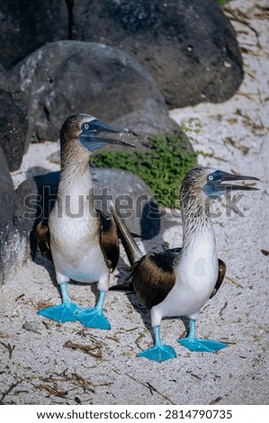 The blue-footed booby, with its bright blue webbed feet, is the iconic star bird of the Galápagos