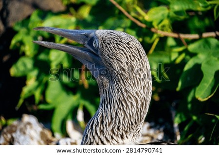 The blue-footed booby, with its bright blue webbed feet, is the iconic star bird of the Galápagos
