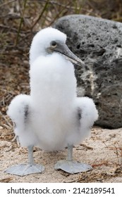 Blue-Footed Booby Chick On Lobos Island (Isla Lobos), San Cristóbal, Galápagos, Ecuador