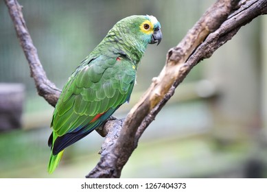 Blue-fronted Amazon Parrot