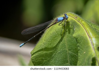 Blue-fronted Dancer (Argia Apicalis) Adult Male At Ijams Nature Center, Knox County, Tennessee, USA