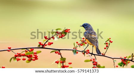 Similar – Image, Stock Photo bird Beautiful Life Man