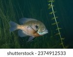 Bluegill among several aquatic plants