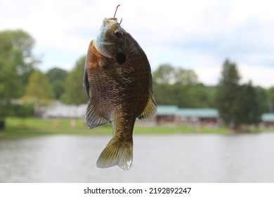 Bluegill Fish Caught At A Campground Lake.