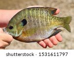 A Bluegill fish shown to the camera.  With vivid colors, this fish is all but common throughout the USA.  Its a great sporting fish, with healthy populations found in lakes, ponds and rivers.  