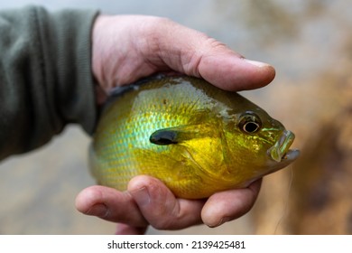 Bluegill, Lepomis Macrochirus, Lake James State Park, North Carolina. Fishing, Game Fish, Lil' Buddy. 