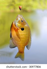 Bluegill Sunfish Caught On A Fishing Hook