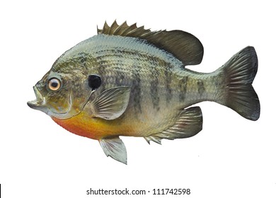 Bluegill Sunfish Isolated On White