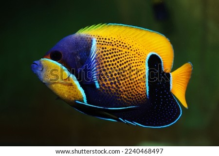 Blue-girdled angelfish (Pomacanthus navarchus) swimming beautifully in saltwater tank