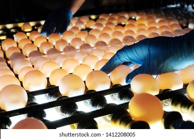 The Blue-gloved Hand Of A Worker Checks The Eggs For Microcracks In A Special Backlit Bunker. Poultry Farm. Industrial Egg Production Line.