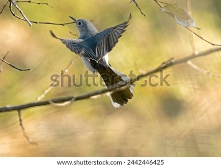 Blue-gray Gnatcatcher fling to a higher branch to continue foraging in Sarasota, Florida