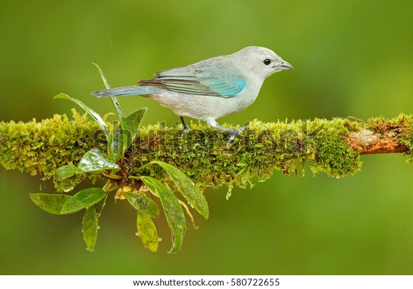 コスタリカ出身のエキゾチックな青い鳥 青灰色のタナガ 美しい緑の苔むした枝にすわる鳥 南米のバードウォッチング 生息地のタナガー 自然の野生生物のシーン の写真素材 今すぐ編集