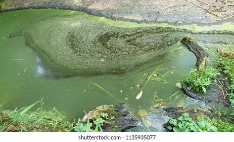 Blue-green Algae Blooms On Water Surface Due To Runoff From Fertilized Agricultural Areas And Sewage Effluent Which Are Rich In Phosphorus And Nitrogen That Support The Growth Of Algae.