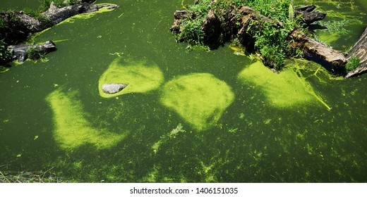 Blue-green Algae Blooms On Water Surface Due To Runoff From Fertilized Agricultural Areas And Sewage Effluent Which Are Rich In Phosphorus And Nitrogen That Support The Growth Of Algae. 