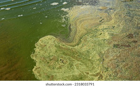 Blue-green algae (cyanobacteria) colony. Active reproduction of microscopic of toxic bacteria in freshwater environments is a global environmental problem of nature pollution. - Shutterstock ID 2318033791