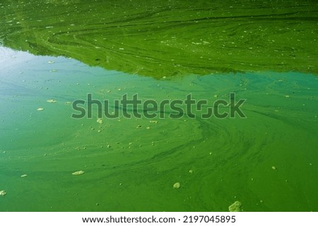 Blue-green algae or cyanobacteria completely inundate a body of calm water with gas bubbles popping up on the surface as a result of overuse of fertilizers and warm temperatures
