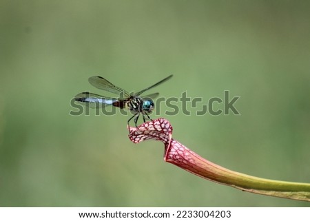 blue-green dragonfly perched on pitcher plant with blurred grass background