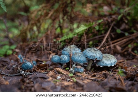 Blue-green stropharia, or verdigris agaric (Stropharia aeruginosa),  Slimy woodland mushroom, found on woodland.