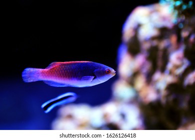 Bluehead Fairy Wrasse Cirrhilabrus Cyanopleura Stock Photo 1626126418