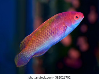 Fairy wrasse Images, Stock Photos & Vectors | Shutterstock