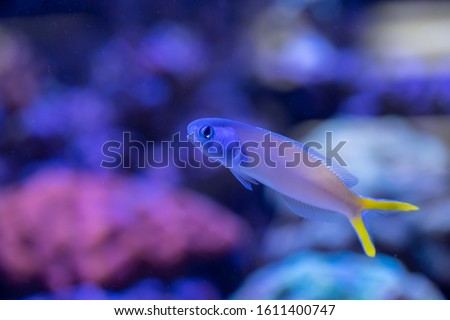 Bluehead tilefish (Hoplolatilus starcki) swimming in Reef Tank