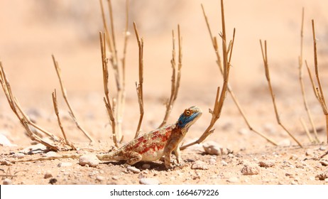 Blue Headed Agama Lizard High Res Stock Images Shutterstock