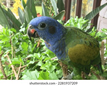 Blue-headed parrot hanging out in the bushes - Shutterstock ID 2281937209